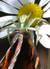 White-banded Crab Spider